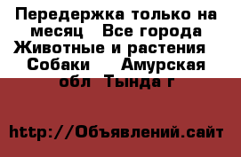 Передержка только на месяц - Все города Животные и растения » Собаки   . Амурская обл.,Тында г.